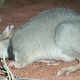 The native mammals were fitted with radio collars to monitor how they fared with feral cats.
